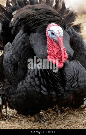 Schwarz-Norfolk-Türkei Stockfoto