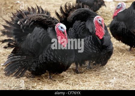 Schwarz-Norfolk Puten Stockfoto