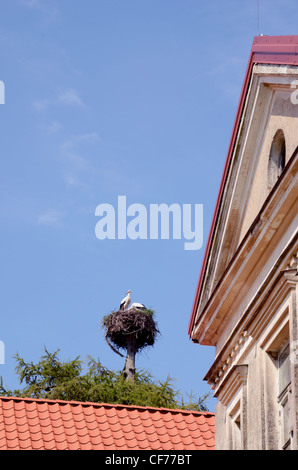 Paar Störche im Nest auf Baumstamm über alte Gebäude und blauer Himmel. Stockfoto