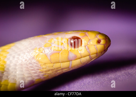 Ein California King Snake - Albino Stockfoto