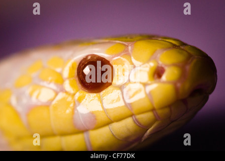 Ein California King Snake - Albino Stockfoto