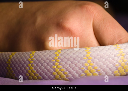 Ein California King Snake - Albino Stockfoto