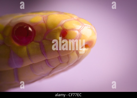 Ein California King Snake - Albino Stockfoto