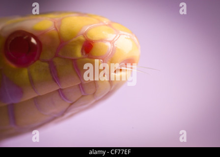 Ein California King Snake - Albino Stockfoto