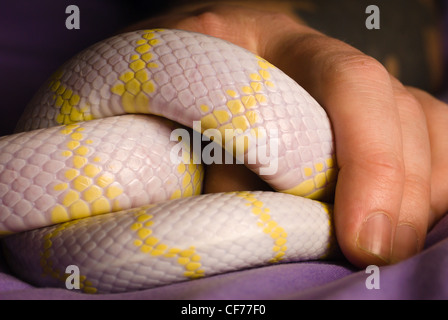 Ein California King Snake - Albino Stockfoto