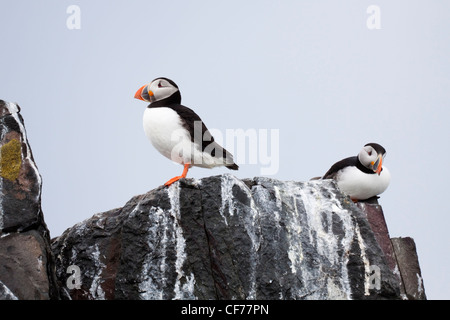 Zwei Papageientaucher auf einer Insel Stockfoto