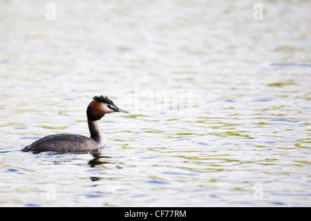 Great Crested Grebe Stockfoto