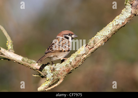 Eurasische Tree Sparrow Passer Montanus thront auf einem Zweig Flechten bedeckt Stockfoto