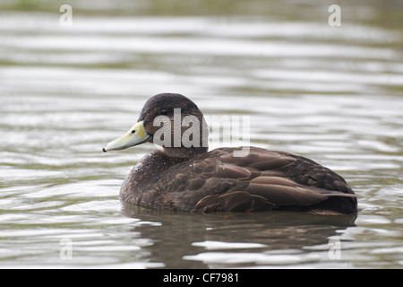 Amerikanische schwarze Ente, Anas Rubripes, einziger Vogel auf dem Wasser, Gefangener, Februar 2012 Stockfoto