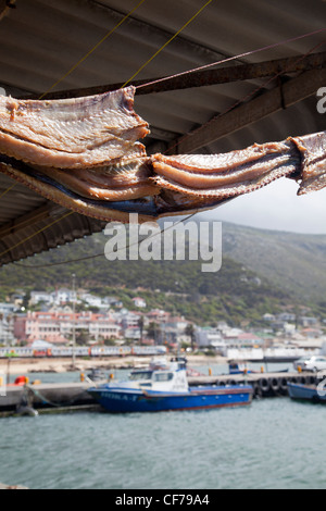 Cape Snoek Hanging Out in Kalk Bay trocknen Stockfoto