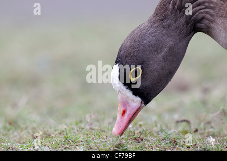 Weniger weiß – Anser Gans, Anser Erythropus, einziger Vogelkopf geschossen, Gefangener, Februar 2012 Stockfoto