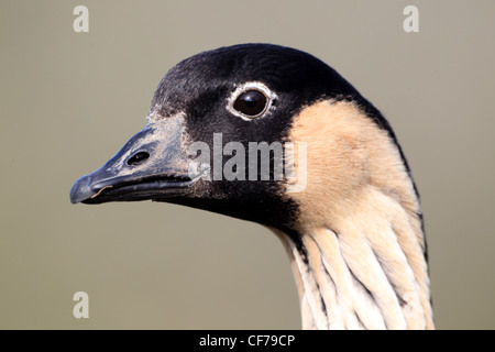 Nene und hawaiianische Gans, Branta Sandvicensis einziger Vogelkopf geschossen, gefangen, Februar 2012 Stockfoto