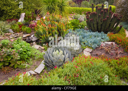 Ein Garten von Sukkulenten in Cambria, Kalifornien. Frühling Stockfoto