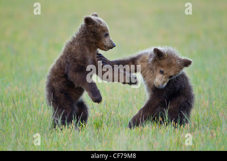 Alaskan Brown bear Cubs spielen Stockfoto