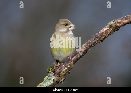 Europäischen Grünfink Zuchtjahr Chloris Erwachsenfrau thront auf einem Flechten Umschüttung Zweig. Stockfoto