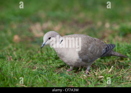 Eurasische Halsband-Taube Streptopelis decaocto Stockfoto