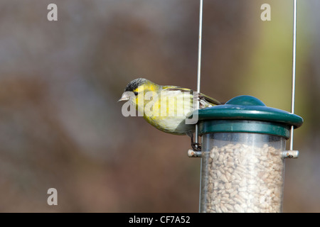 Eurasische Zeisig Zuchtjahr Spinus Männchen thront auf einem Vogelhäuschen Stockfoto
