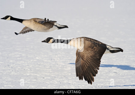 Erwachsenen Kanada-Gänse fliegen tief über einen gefrorenen See. Stockfoto