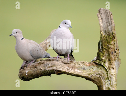 Ein paar Collared Tauben (Streptopelia Decaocto) sitzen auf einem Baumstumpf. Stockfoto