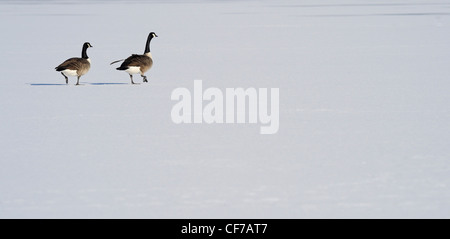 Ein paar Erwachsene Kanadagänse stehen oder gehen auf einem zugefrorenen See. Stockfoto