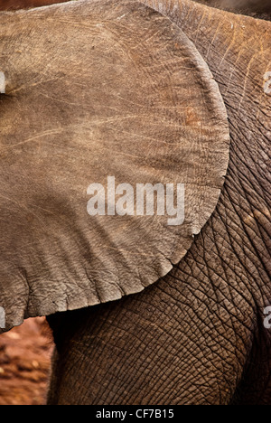Seitenansicht des Ohres ein afrikanischer Elefant Kalb, Loxodonta Africana, Sheldrick Elephant Orphanage, Nairobi, Kenia, Afrika Stockfoto