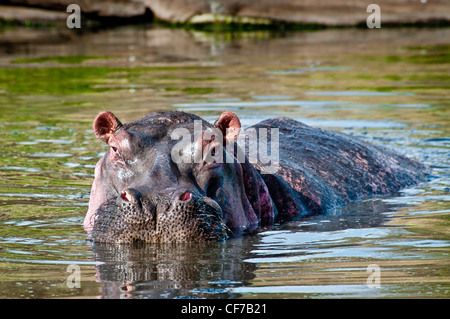 Erwachsenen Nilpferd Hippopotamus Amphibius, Masai Mara National Reserve, Kenia, Ostafrika, Afrika Stockfoto