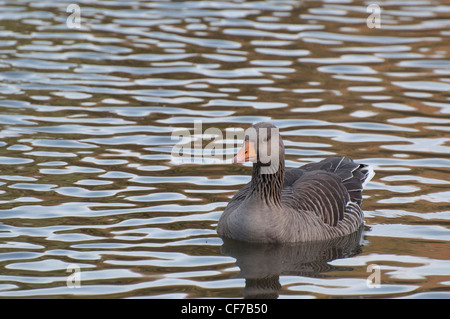 Graugans am Teich Forest of Dean England schwimmen Stockfoto