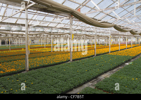 Eine gewerbliche Gärtnerei Gewächshaus mit Ringelblumen und Blumenampeln von Impatiens gefüllt. Stockfoto