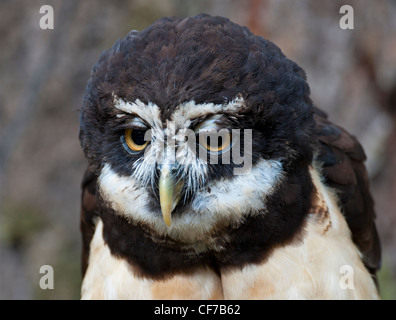 Die zentralen und südlichen Amaerican brillentragende Eule SCO 8046 Stockfoto