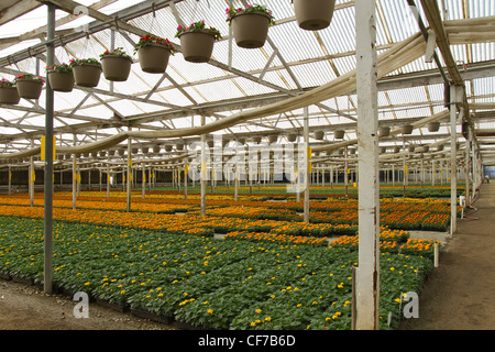 Eine gewerbliche Gärtnerei Gewächshaus mit Ringelblumen und Blumenampeln von Impatiens gefüllt. Stockfoto