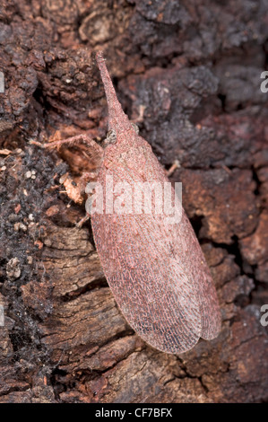 Lantern Fly auf Baumrinde Stockfoto