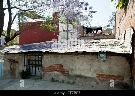 gefallenen Frühling Blüten alten Teppich Wellpappe Blechdach unter blühenden Jacaranda-Baum mit trocknen Wäsche darüber hinaus in Oaxaca, Mexiko Stockfoto