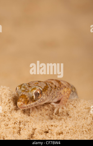 Arabischen Sand Gecko, Stenodactylus Arabicus. Stockfoto