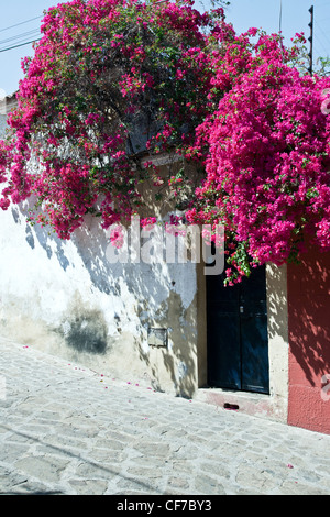 Frühjahr blühende scharlachrote Bougainvillea Reben Wäschetrockner über Weissputz Gartenmauer & schwarze Tür auf Kopfsteinpflaster Straße Oaxaca Mexico Stockfoto