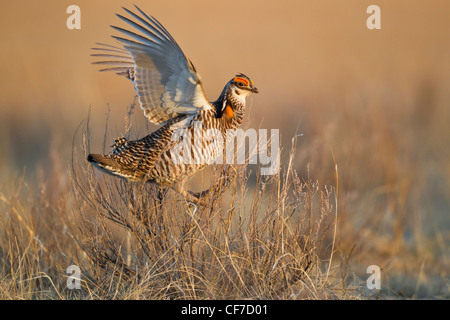 Männliche größere prairie Huhn auf Lek im Frühjahr Stockfoto