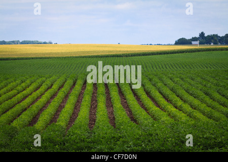 Amerikanisches Minnesota in den USA USA ein Feld grüner Sojabohnen mit ländlicher Landschaft von oben oben oben Bilder Bilder horizontal hochauflösende Bilder Stockfoto