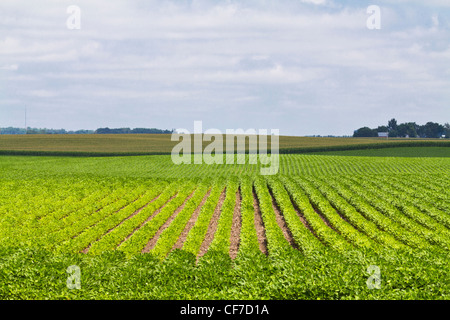 Ein Feld von Sojabohnen Minnesota in den USA USA USA USA ländliche Landschaft Natur von oben Fotos niemand Horizont niemand horizontal hochauflösende Bilder Stockfoto