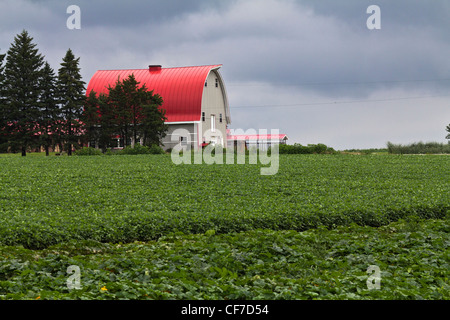 Amerikanisches Bauernhaus mit grünem Sojabohnenanbau Minnesota ländliche Landschaft Farmland ländliche Bilder horizontale Hochauflösung Stockfoto