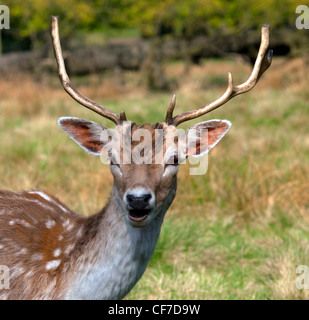 Damhirsch im Dunham Massey, ein NT (National Trust)-Unterkunft in der Nähe von Trafford, Manchester, Bowden, Altrincham, Cheshire, England Stockfoto