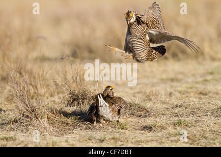 Männliche größere prairie Huhn auf Lek im Frühjahr Stockfoto