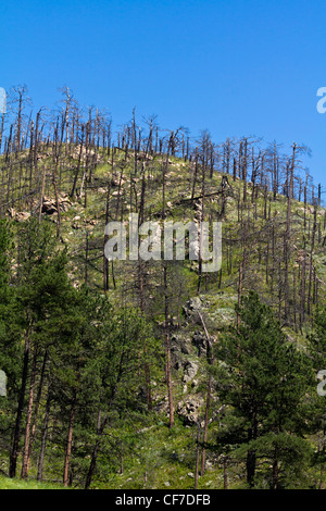 Waldzerstörung durch sauren Regen Black Hills Custer National Forest Park South Dakota das vertikale Bildformat für Naturkatastrophen in den USA in hoher Auflösung Stockfoto