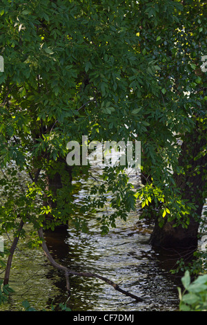 Nahaufnahme der Flut von Bäumen unter Wasser überflutend Baum wassergesäumter Baum niemand vertikal von oben niemand Hi-res Stockfoto