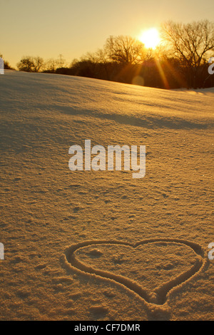 Die ersten Sonnenstrahlen beleuchten einen Herd im Schnee an einem kalten Dezembermorgen. Stockfoto