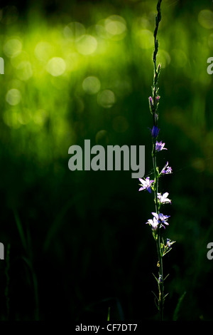 Kleine Blumen unter Lichtstrahl in den Schatten Stockfoto