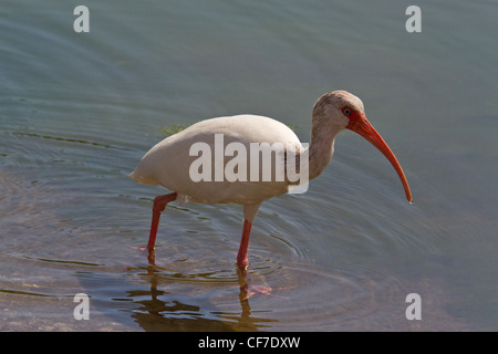 Erwachsenen weißer Ibis (Eudocimus Albus) Ding Darling Wildlife Refuge, Florida. Stockfoto