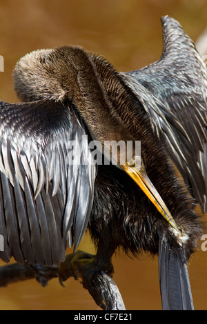 Anhinga (Anhinga Anhinga) seine Federn in der Sonne trocknen und putzen. Stockfoto