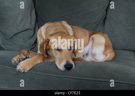 Ein traurig aussehende Hund auf einer Couch. Stockfoto