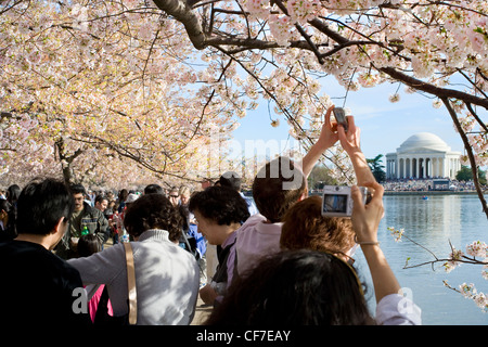 Besucher; Touristen fotografieren der Kirschbäume in voller Blüte Peak und dem Jefferson Memorial am Tidal Basin in Washington, D.C. Stockfoto