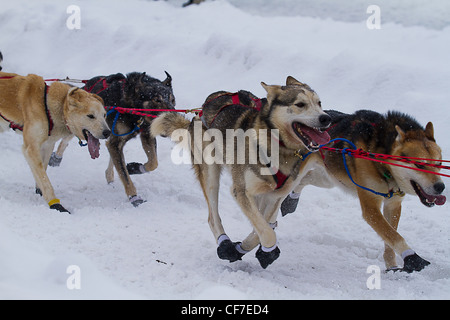 Hundeteam im Iditrarod Zeremoniell beginnen. Stockfoto