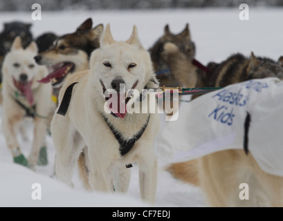 Gespann im Iditarod zeremonielle beginnen. Stockfoto